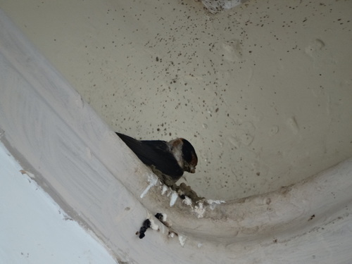 Golondrina pueblera (Petrochelidon fulva)
