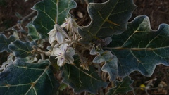 Solanum marginatum