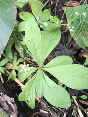 Lysimachia europaea
