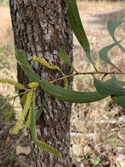 Acacia aulacocarpa