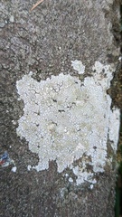 Trapelia placodioides