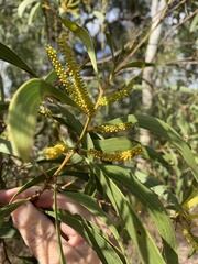 Acacia aulacocarpa