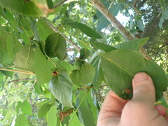 Prociphilus fraxinifolii