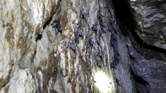 Balantiopteryx plicata