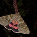 French Red Underwing - Photo (c) Luca Sattin, some rights reserved (CC BY-NC), uploaded by Luca Sattin
