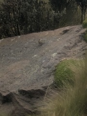 Cinclodes albidiventris