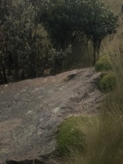 Cinclodes albidiventris