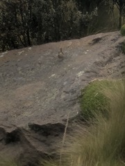 Cinclodes albidiventris