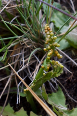 Botrychium crenulatum