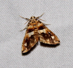 Neurophyseta