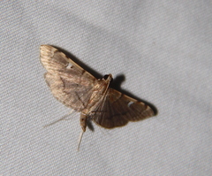 Prophantis