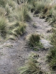 Cinclodes albidiventris