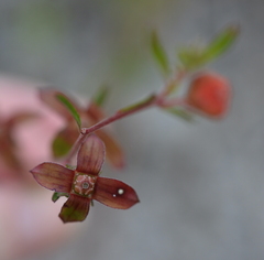 Ludwigia maritima
