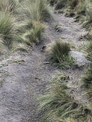 Cinclodes albidiventris