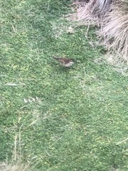 Cinclodes albidiventris