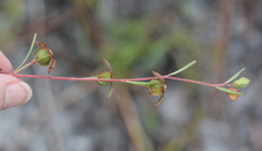 Ludwigia maritima