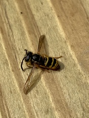 Vespula maculifrons