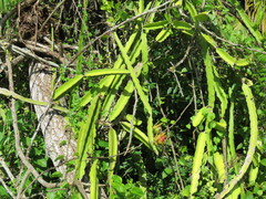 Selenicereus undatus