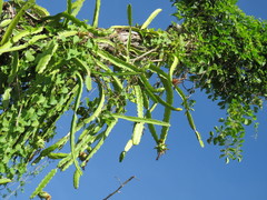 Selenicereus undatus