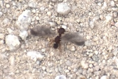 Cyphomyrmex wheeleri