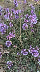 Astragalus danicus