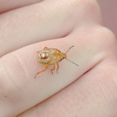 Podisus placidus