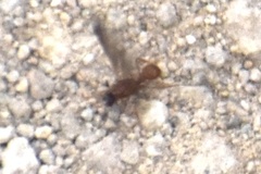 Cyphomyrmex wheeleri