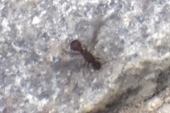 Cyphomyrmex wheeleri