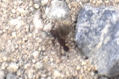 Cyphomyrmex wheeleri