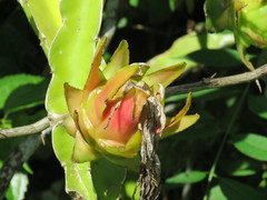 Selenicereus undatus