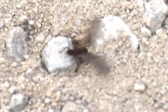 Cyphomyrmex wheeleri
