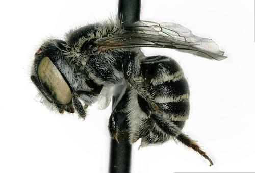 Desert ashmeadiella bee