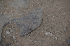 Cyphomyrmex wheeleri