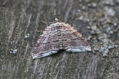 Anticlea multiferata