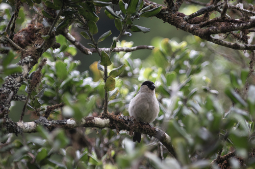 Azores Bullfinch