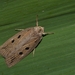 Silky Wainscot - Photo (c) Luca Sattin, some rights reserved (CC BY-NC), uploaded by Luca Sattin