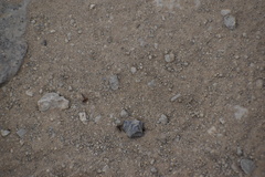 Cyphomyrmex wheeleri