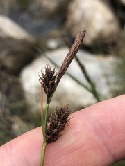 Carex binervis