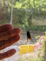 Copestylum mexicanum