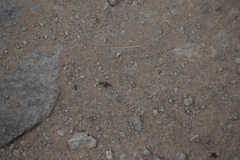 Cyphomyrmex wheeleri