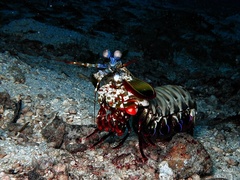 Odontodactylus scyllarus