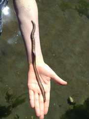 Phyllodocida