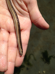 Phyllodocida