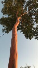 Calycophyllum spruceanum