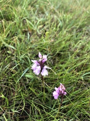 Dactylorhiza incarnata incarnata