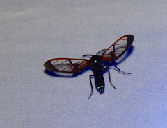 Cosmosoma joavana