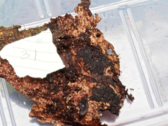 Annulohypoxylon moriforme