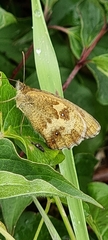 Pyronia tithonus