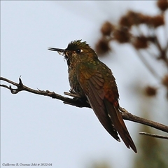 Chalcostigma heteropogon