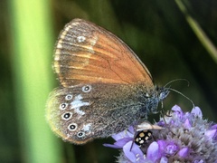 Coenonympha glycerion